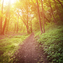 Fototapeta premium Forest