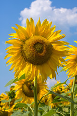 Sunflower field over blue sky, Ukraine
