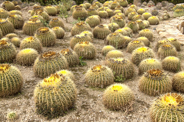 Golden barrel cactus