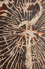 Pattern of wood