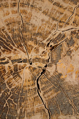 Pattern of wood