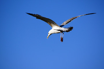 Möwe