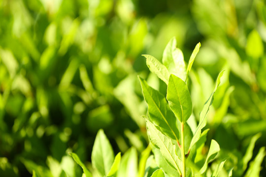 Beautiful Green Bush Close Up