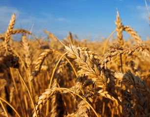 Wheat field