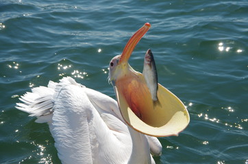 Pelikan fängt Fisch - obrazy, fototapety, plakaty