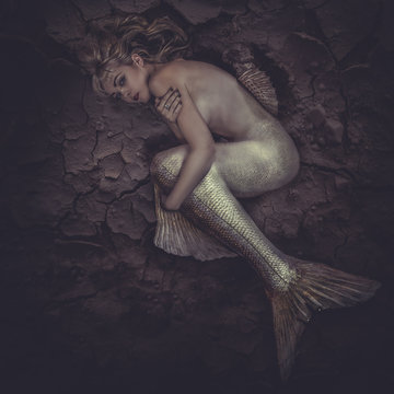 photo Mermaid Siren Wallpaper https stock adobe com ee images mermaid trapped in a sea of mud concept fantasy fish woma 67530200 start checkout 1 content id 67530200