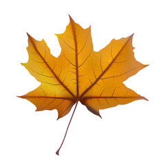 Autumn maple leaf on white, detailed and textured.