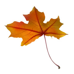 Autumn maple leaf on white, detailed and textured.