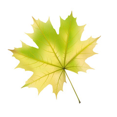 Autumn maple leaf on white, detailed and textured.