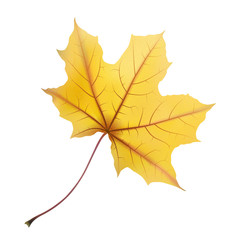 Autumn maple leaf on white, detailed and textured.