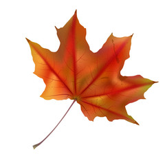 Autumn maple leaf on white, detailed and textured.