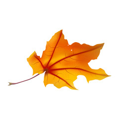 Autumn maple leaf on white, detailed and textured.