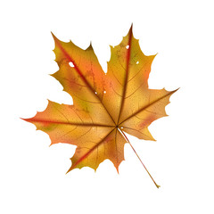Autumn maple leaf on white, detailed and textured.