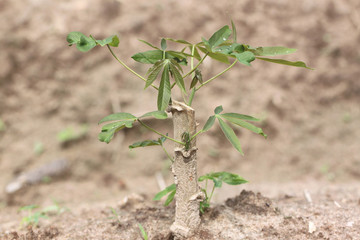 Seedlings of the sweet potato.