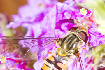 Hoverfly macro