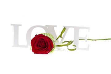 Rose with LOVE Word Isolated on White Background