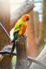 Sun Conure Parrot