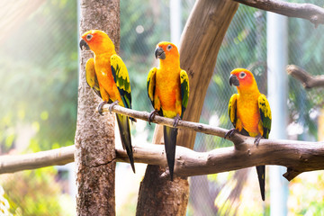 Sun Conure Parrot