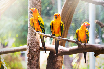 Sun Conure Parrot