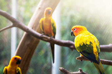 Sun Conure Parrot