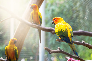 Sun Conure Parrot
