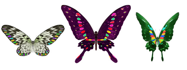 beautiful butterfly isolated on white