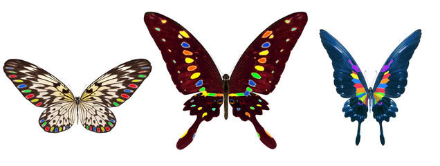 beautiful butterfly isolated on white