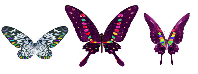 beautiful butterfly isolated on white