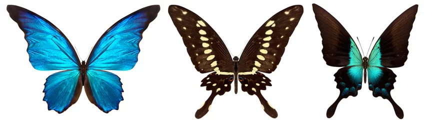 Crédence de cuisine en verre imprimé Papillon beautiful butterfly isolated on white