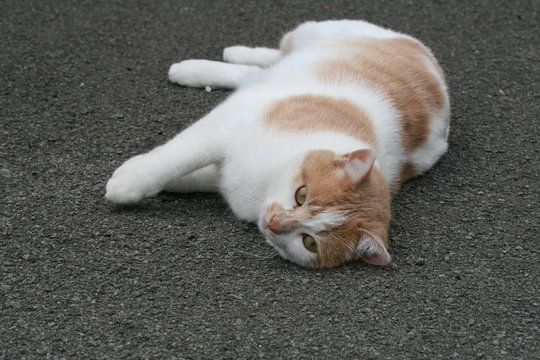 chat