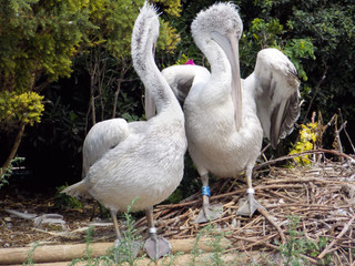 pelican fris&eacute;