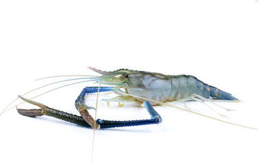 shrimp isolated on white background