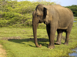 Fototapeta na wymiar Portrait of an indian elephant in the National Park