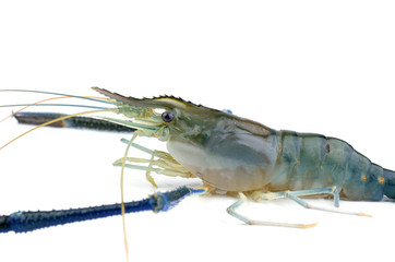 shrimp isolated on white background