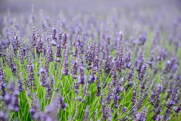 Gardinen Lavendelfeld © Pictures news