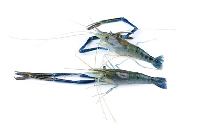 shrimp isolated on white background
