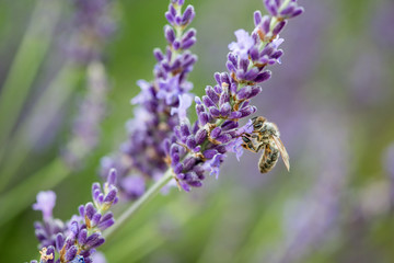 Abeille sur lavande