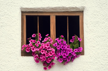 Fototapeta na wymiar Old wooden window and purple flowers