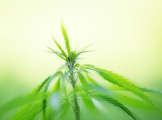 Young cannabis plants, marijuana