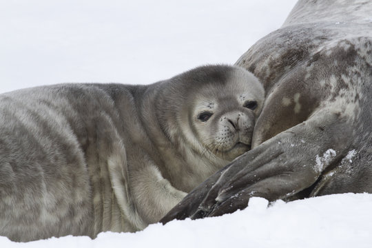 Weddell seal pup who leaned his head on the female