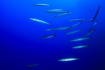 Barracuda Fish school in ocean