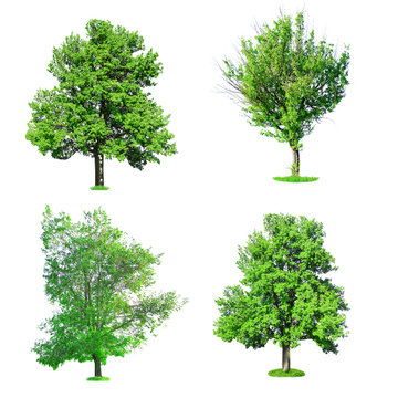 Fototapeta Collage of big old trees isolated on white
