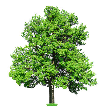 Fototapeta Single big old tree isolated on white
