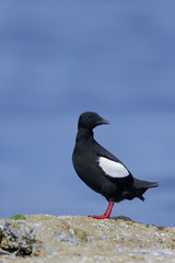 Black guillemot, Cepphus grylle