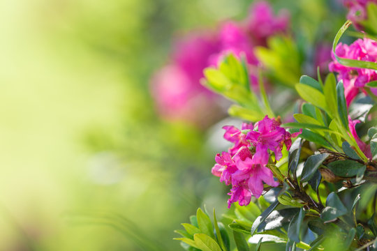 Beautiful flowers background.