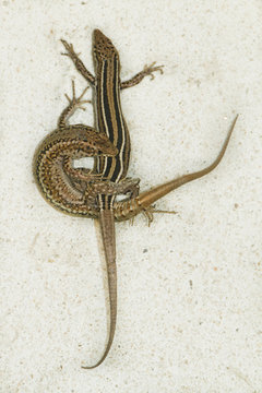 Iberian lizard