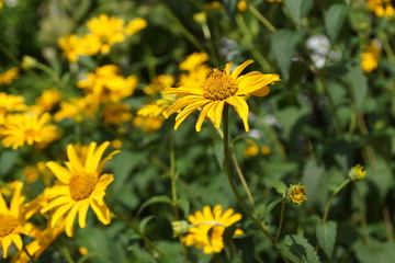 オオハンゴンソウ