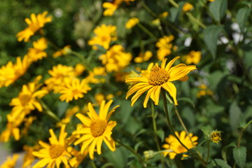 黄色い葉花　大反魂草