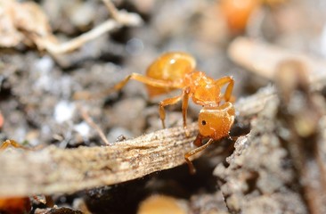 Yellow ant (Lasius Flavus) in anthill, extreme macro shot.