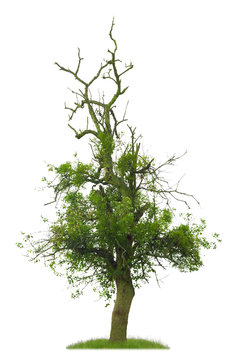 Alter Birnbaum mit toten Ästen vor weißem Hintergrund